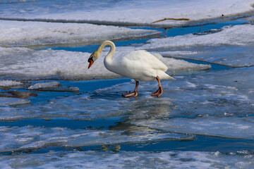 a swan walking carefully on iced lake