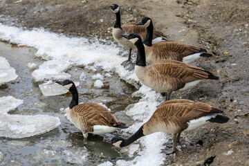 Canadian geese  at winter lakeshore