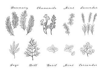 いろいろなハーブのモノクロイラスト © Arino