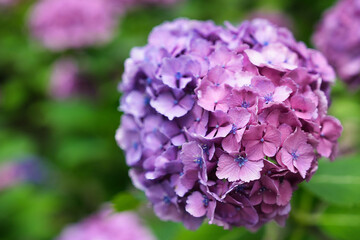 Obraz premium ピンクと紫が美しいアジサイ