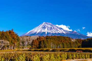 雪化粧した富士山