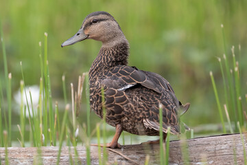 American black duck Anas rubripes in marsh Algonquin Park, Wildlife Bird Photography
