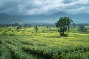 Obraz premium Daytime scenery of a pineapple farm