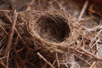 Dry brown nest of a wild bird