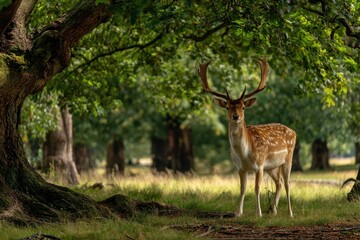 Fototapeta premium Dublin s Phoenix Park July 2023