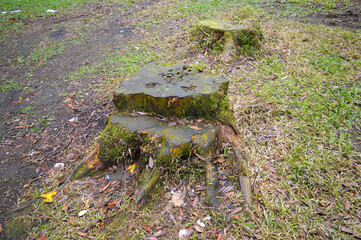 tropical forest with tree stumps