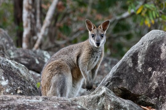 Feral Mareeba Rock Wallaby Queensland Australia