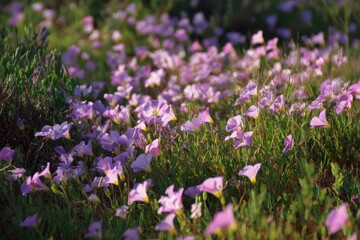 Field of yellow wood sorrel