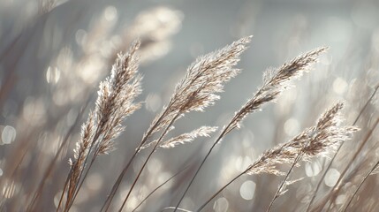 Reeds in sunlight, soft bokeh background, muted warm tones, gentle breeze