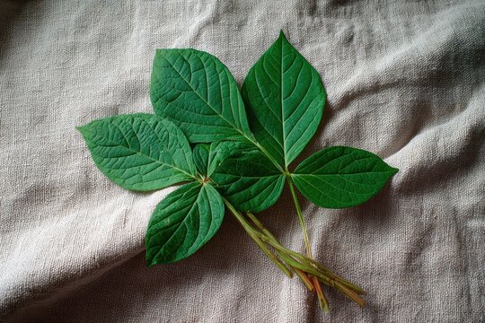 Ginseng leaves on a fabric