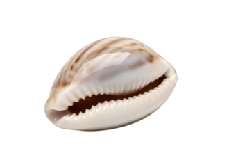 Single tiger cowrie shell, Cypraea tigris, on transparent background with detailed light brown pattern for ocean life.