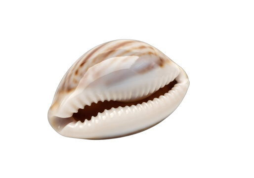 Single tiger cowrie shell, Cypraea tigris, on transparent background with detailed light brown pattern for ocean life.
