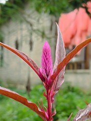 Macro shot of a pink cockscomb flower (Celosia argentea) blooming in a natural outdoor setting.