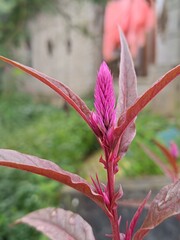 Macro shot of a pink cockscomb flower (Celosia argentea) blooming in a natural outdoor setting.