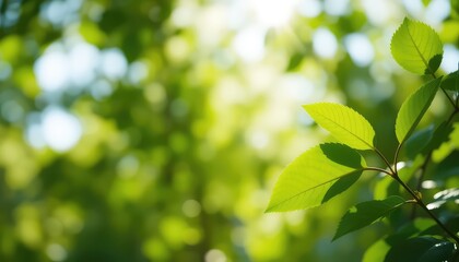 Fresh green leaves bathed in sunlight create a vibrant backdrop, offering a sense of natural serenity and peacefulness