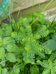 nettle on a white background