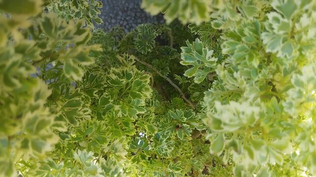 Natural pattern of Polyscias guilfoylei or geralium aralia plant