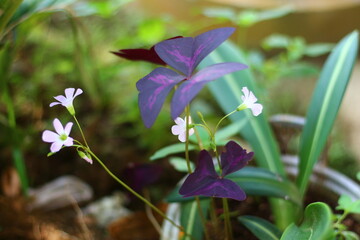 Close-up of a Purple Shamrock plant (Oxalis triangularis) with deep purple triangular leaves and delicate pink flowers in a garden.