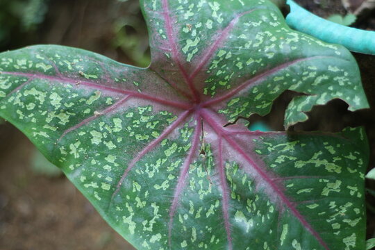 dew on leaf