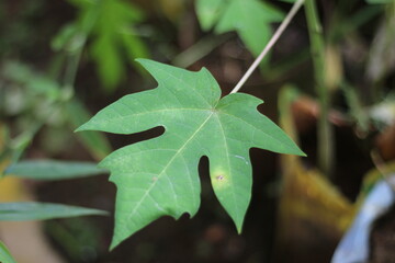 green leaves of a tree