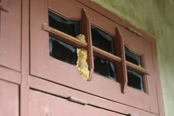 a close-up of a wasp nest in a house window