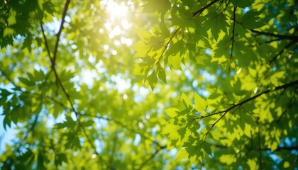 Sunlight streams through lush green foliage, creating a serene and vibrant natural canopy with branches and blue sky.