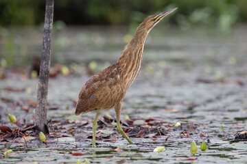 American bittern Botaurus lentiginosus standing in wetlands Algonquin Park wildlife bird photography