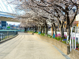 朝日に照らされた猪名川沿いの桜並木
