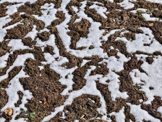 Lawn eaten by mice in early spring. Background of dry grass and snow in mouse paths on the ground.