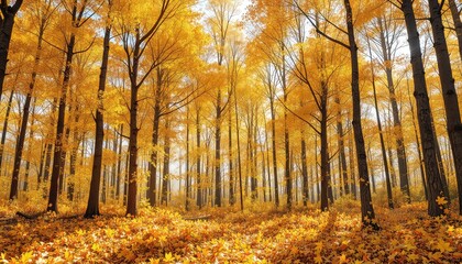 Sunlight filters through vibrant golden leaves in a tranquil forest during the beautiful transition of autumn.