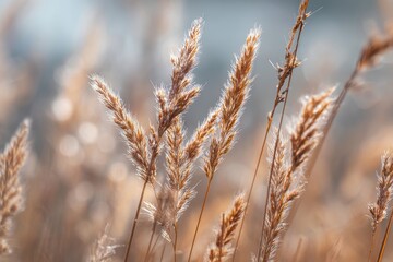 Fototapeta premium Soft indistinct natural backdrop featuring dry grass and feather grass