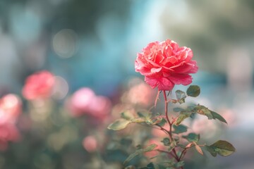 Obraz premium Soft pink blurred floral background
