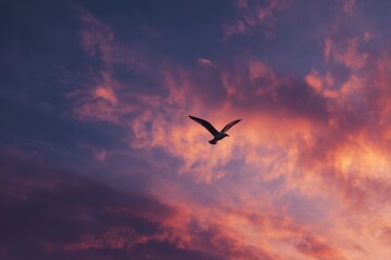 Fototapeta premium Solitary seagull at dusk soaring emblem of liberty