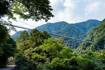 宮崎県綾町の照葉大吊橋を下から見上げた風景