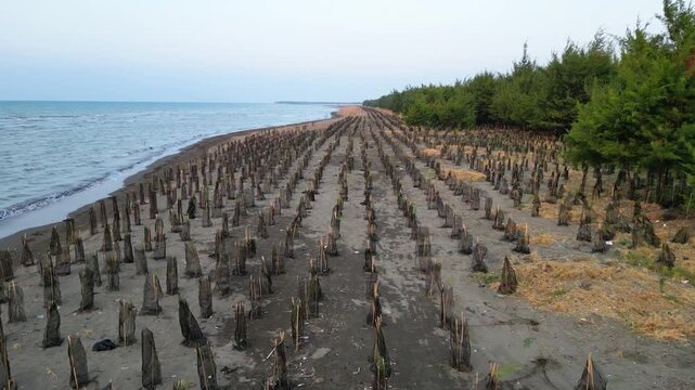 Coastal pine seedlings planting on Indah Lestari Beach, Indramayu, protected with nets for coastal restoration.