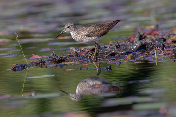 Solitary sandpiper Tringa solitaria wading in wetland Algonquin Park wildlife bird photography