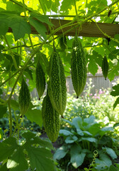 Bitter Melon Hanging on Vine