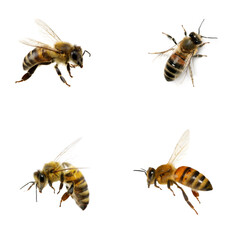 Honey Bees in Flight on a Black Background