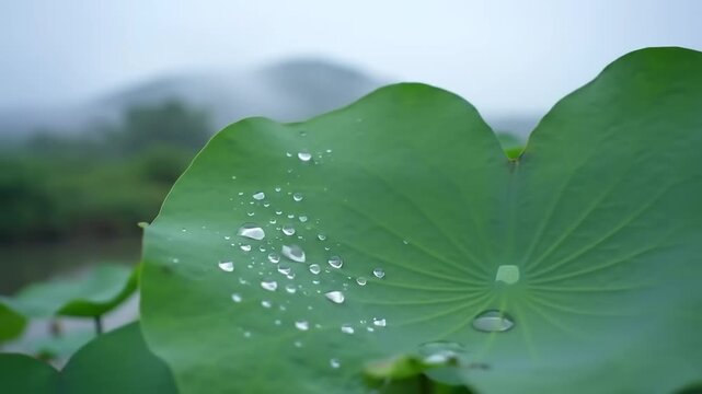 Green lotus leaf with water droplets