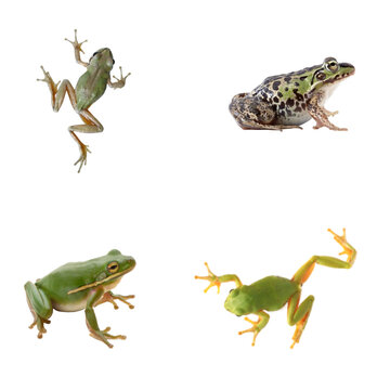 Assorted Frogs on a Transparent Background