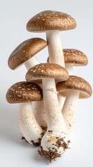 Fresh Shiitake Mushrooms