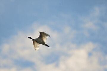 Low angle view of a Ibis bird flight against a blue and white  sky, wings spread gracefully with sunlight illuminating the feathers.