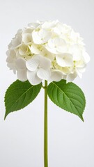 White Hydrangea on White Background