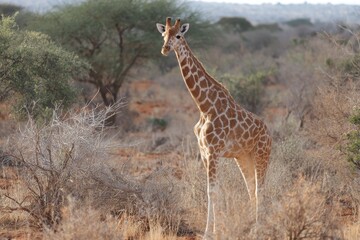 giraffe in Tsavo East National Park