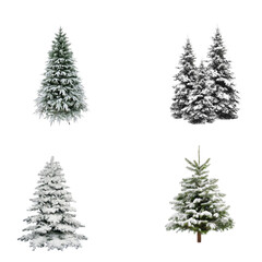 Flocked and Snowy Christmas Trees on a Black Background