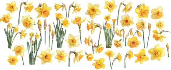 daffodil watercolor clipart 