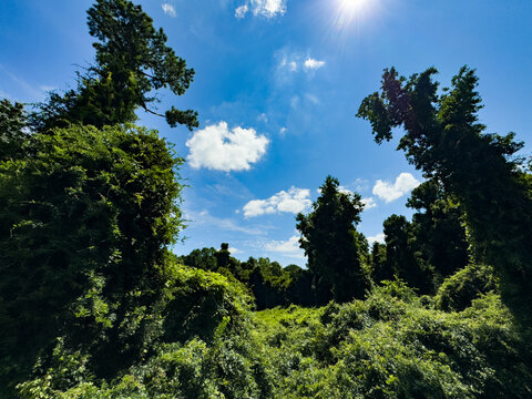 Fototapeta A green field of kudzu and vine-covered trees with blue skies