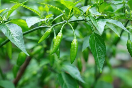 Glabriusculum or bird s eye chili is a small upright variety typically found in Thailand featuring many green leaves and several elongated peppers