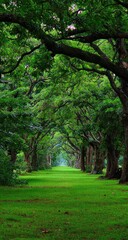 Fototapeta premium Lush green canopy road, vibrant foliage, grassy path