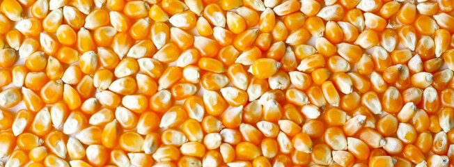 Yellow raw unpopped popcorn kernels